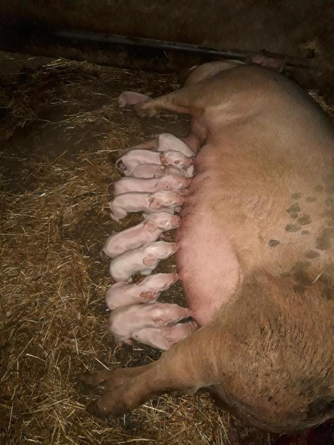 Padru Fumu Ludurru Farm Stay מראה חיצוני תמונה