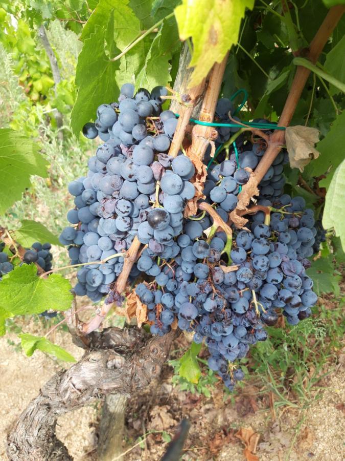 Padru Fumu Ludurru Farm Stay מראה חיצוני תמונה
