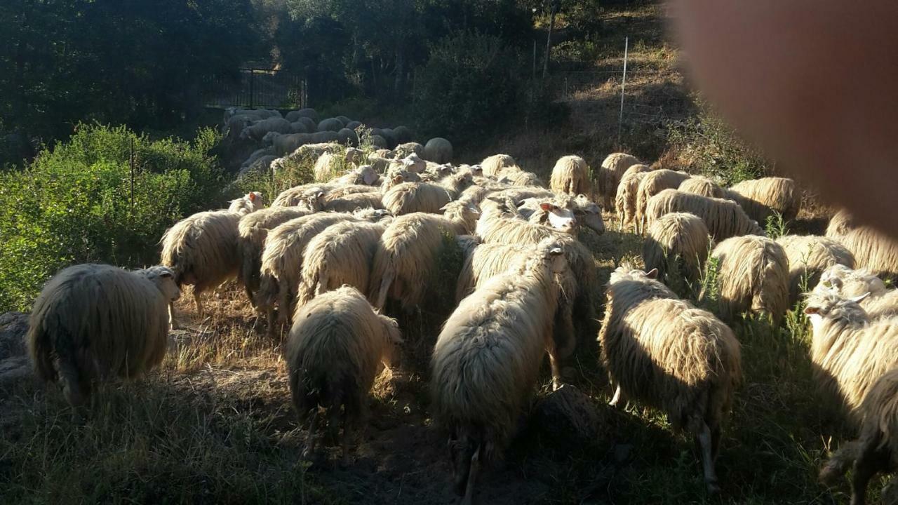 Padru Fumu Ludurru Farm Stay מראה חיצוני תמונה